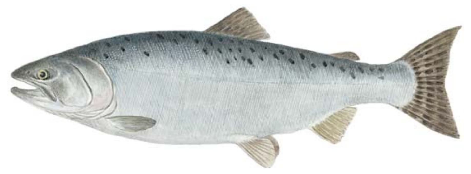 Salmon, Pink