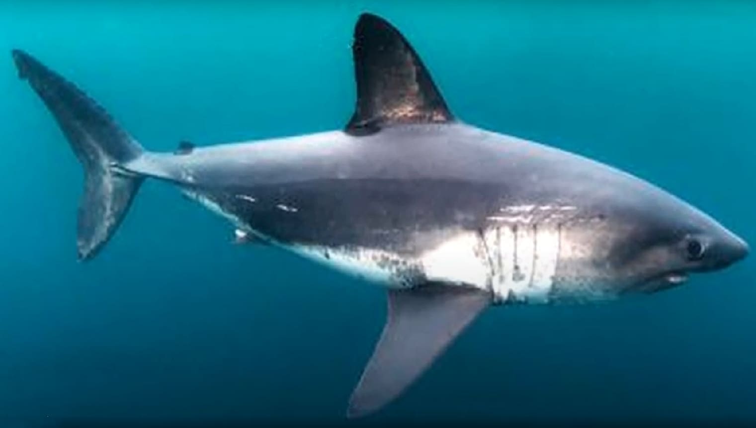 Salmon shark