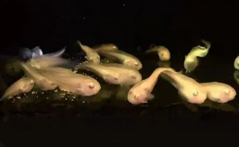 Salmon snailfish