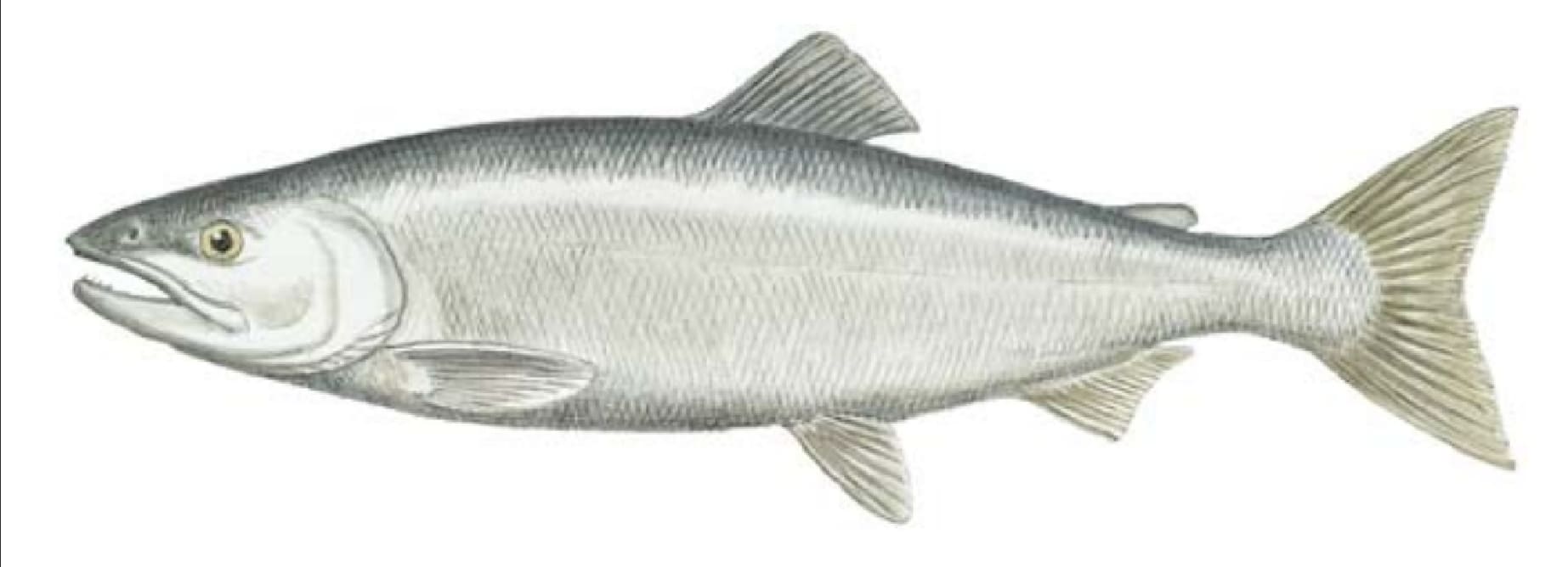 Salmon, Sockeye