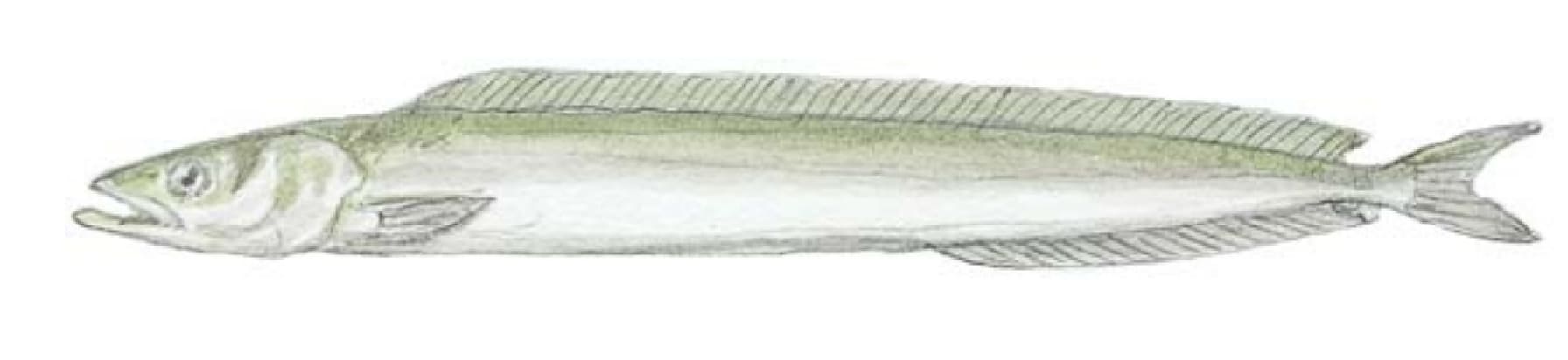 Sand Lance