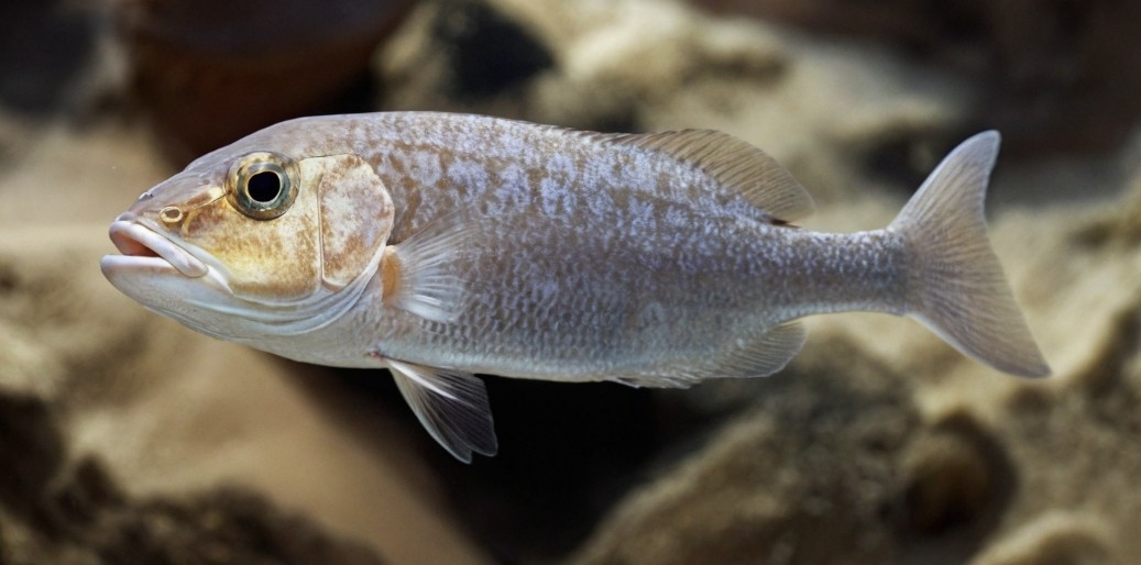 Sand steenbras