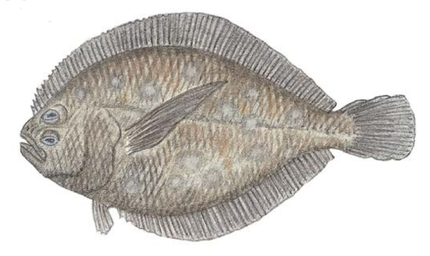 Sanddab, Longfin