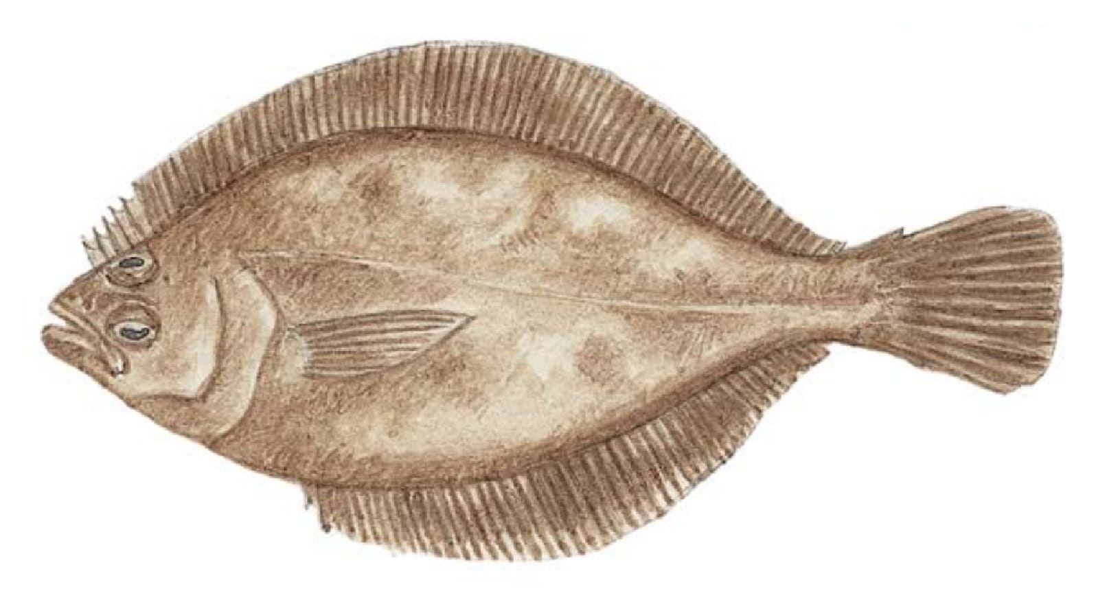 Sanddab, Pacific
