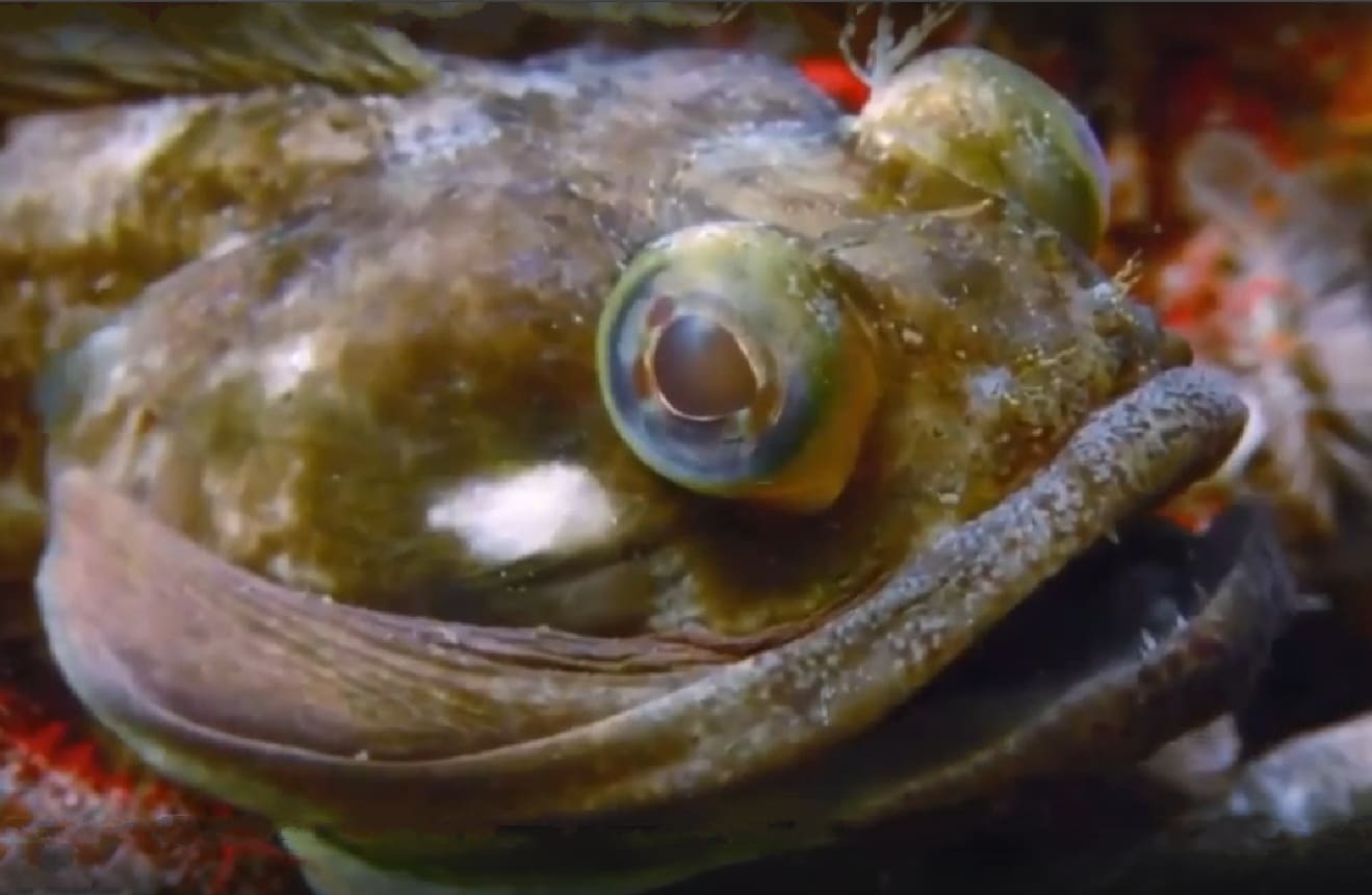Sarcastic fringehead