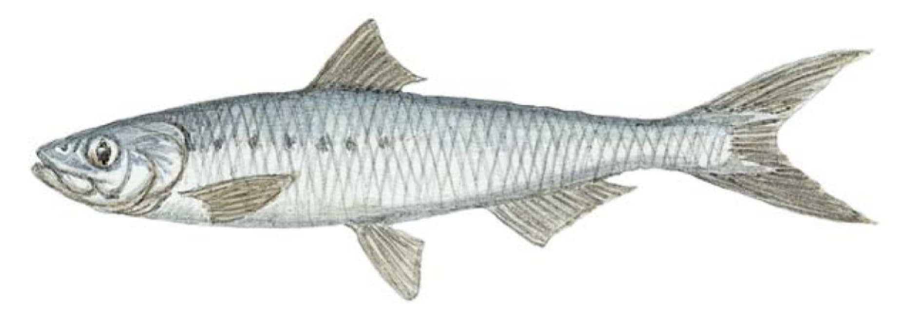 Sardine, Pacific