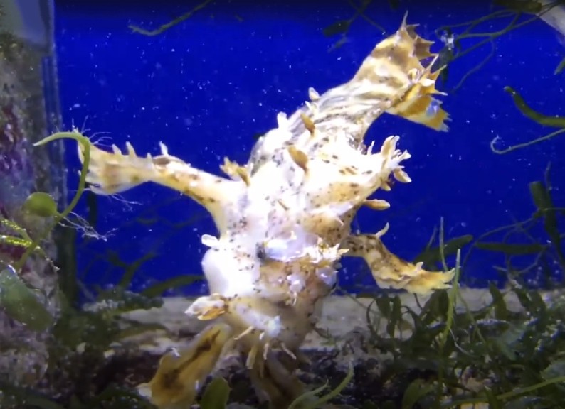 Sargassum fish
