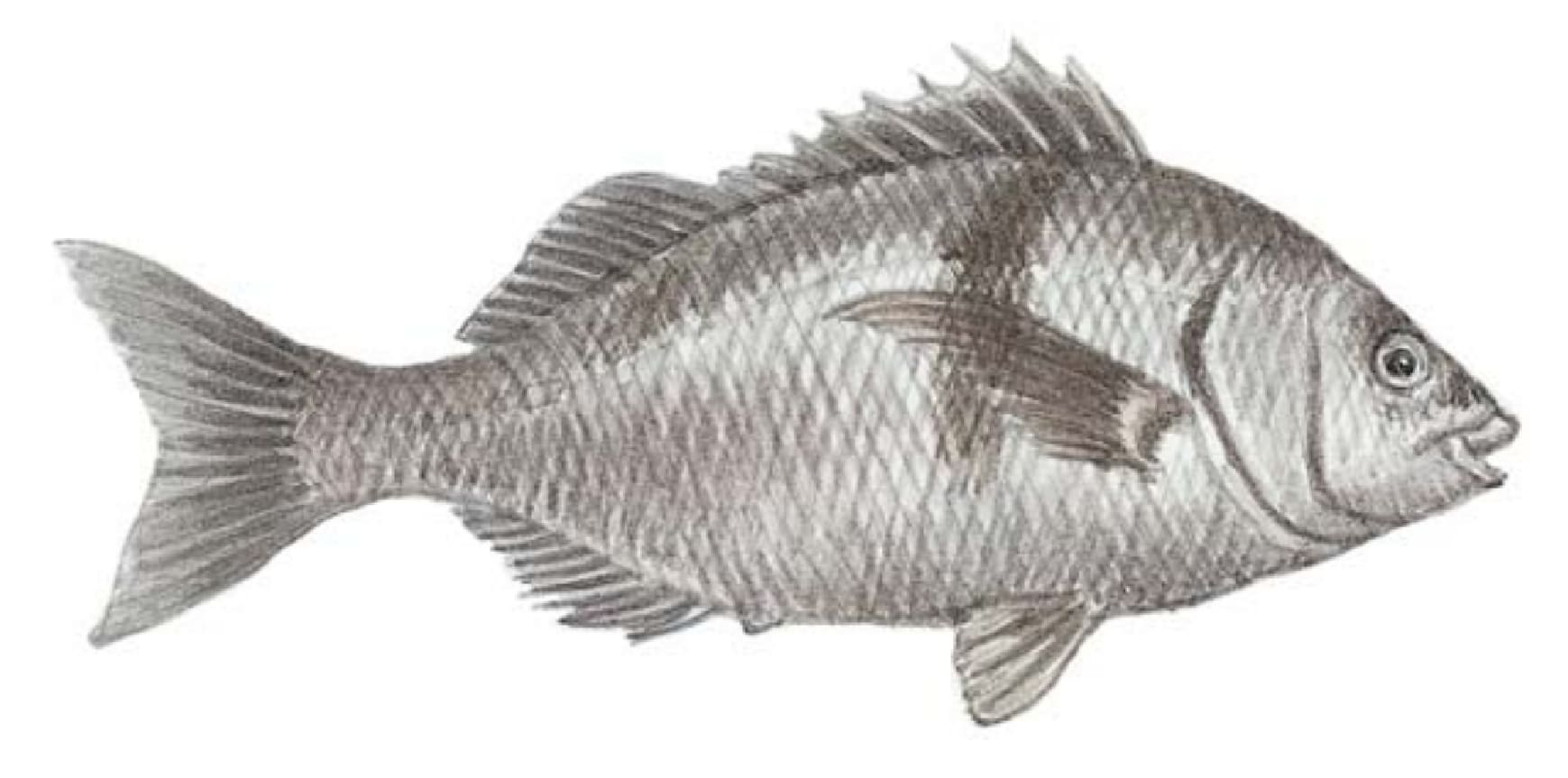 Sargo