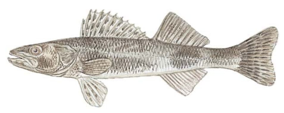 Sauger