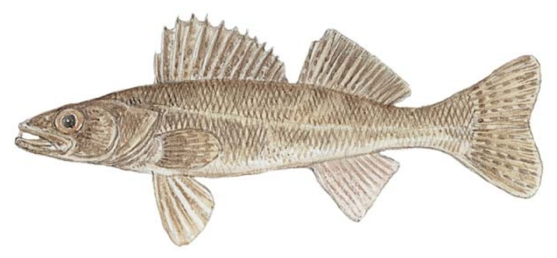 Saugeye
