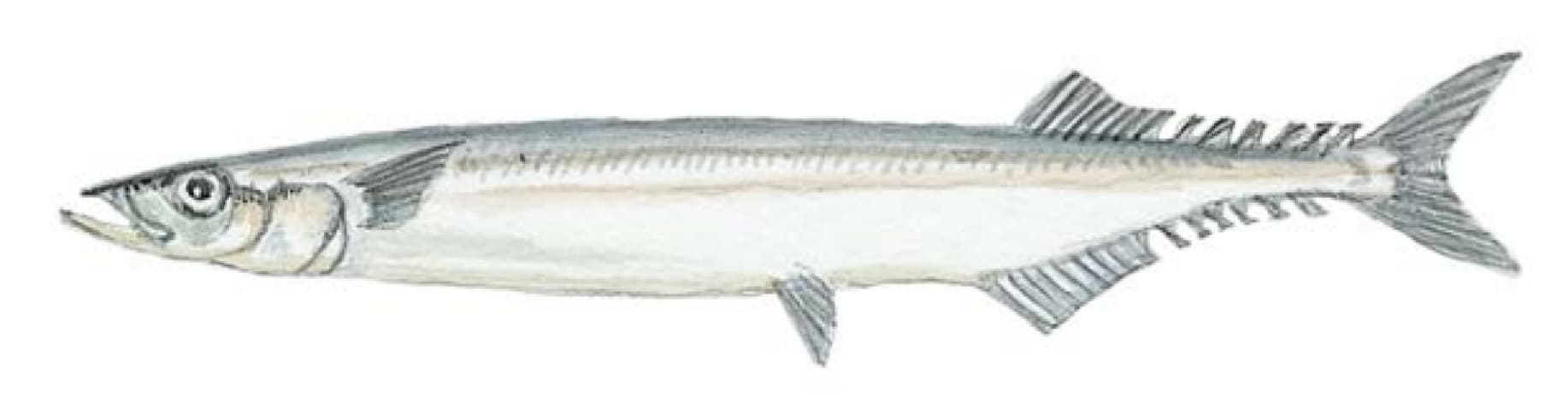 Sauries