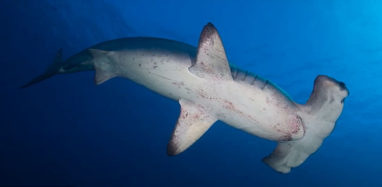 Scalloped hammerhead