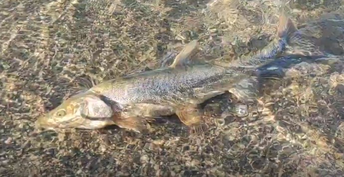 Scaly osman