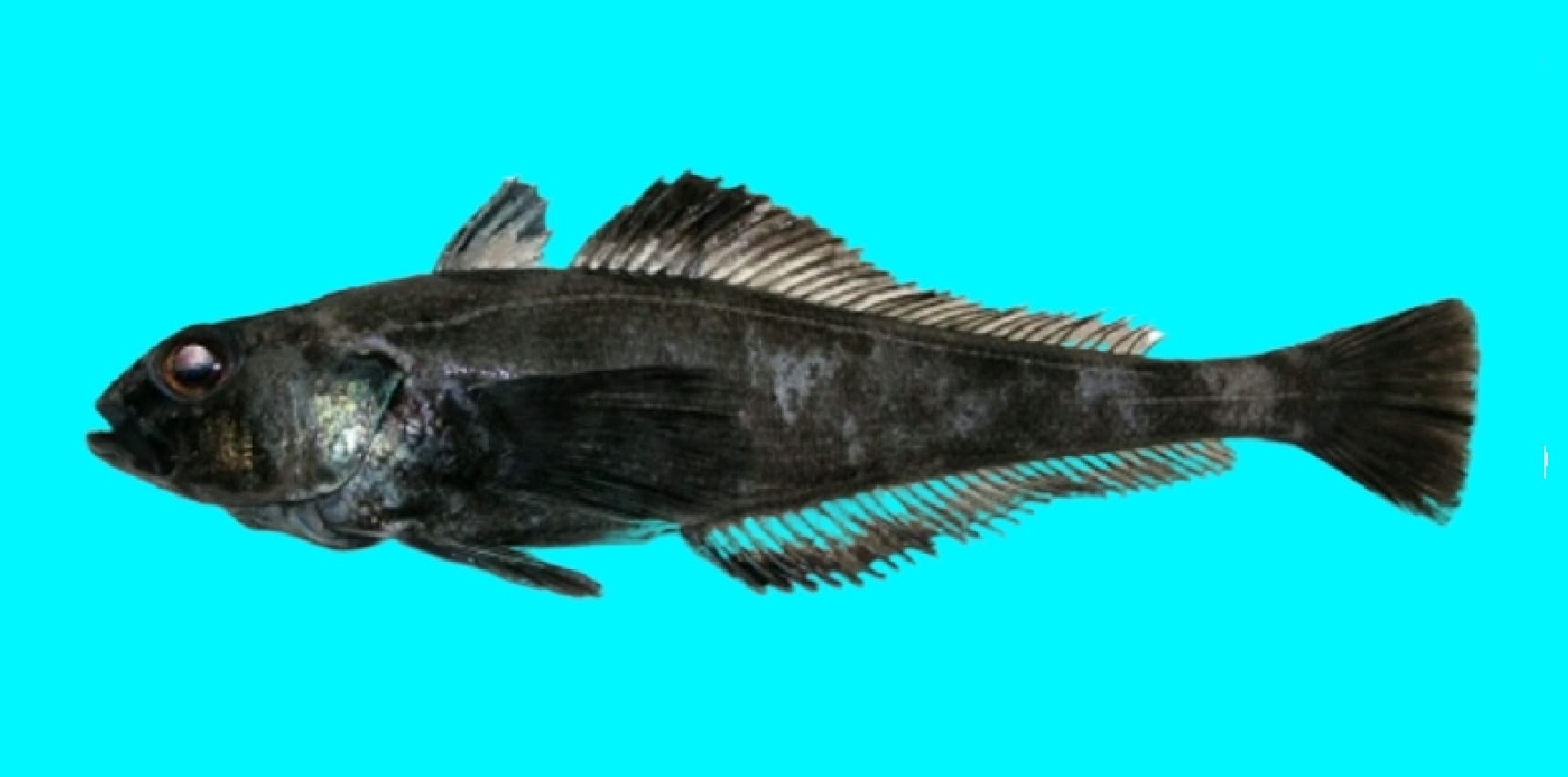 Scaly rockcod