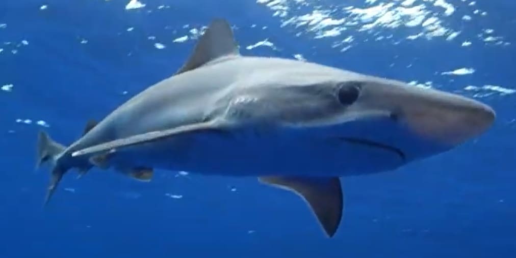 School shark