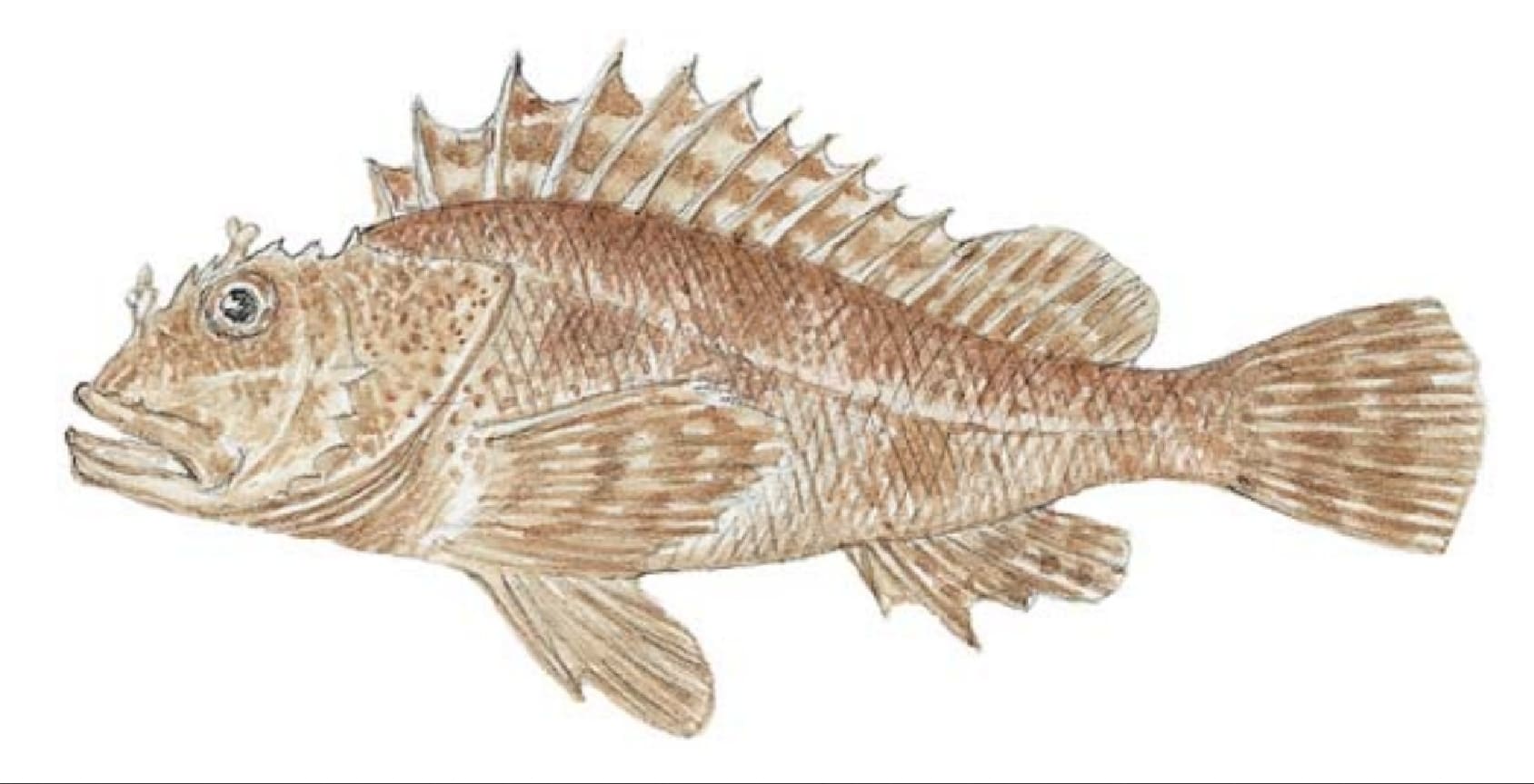 Scorpionfish, California