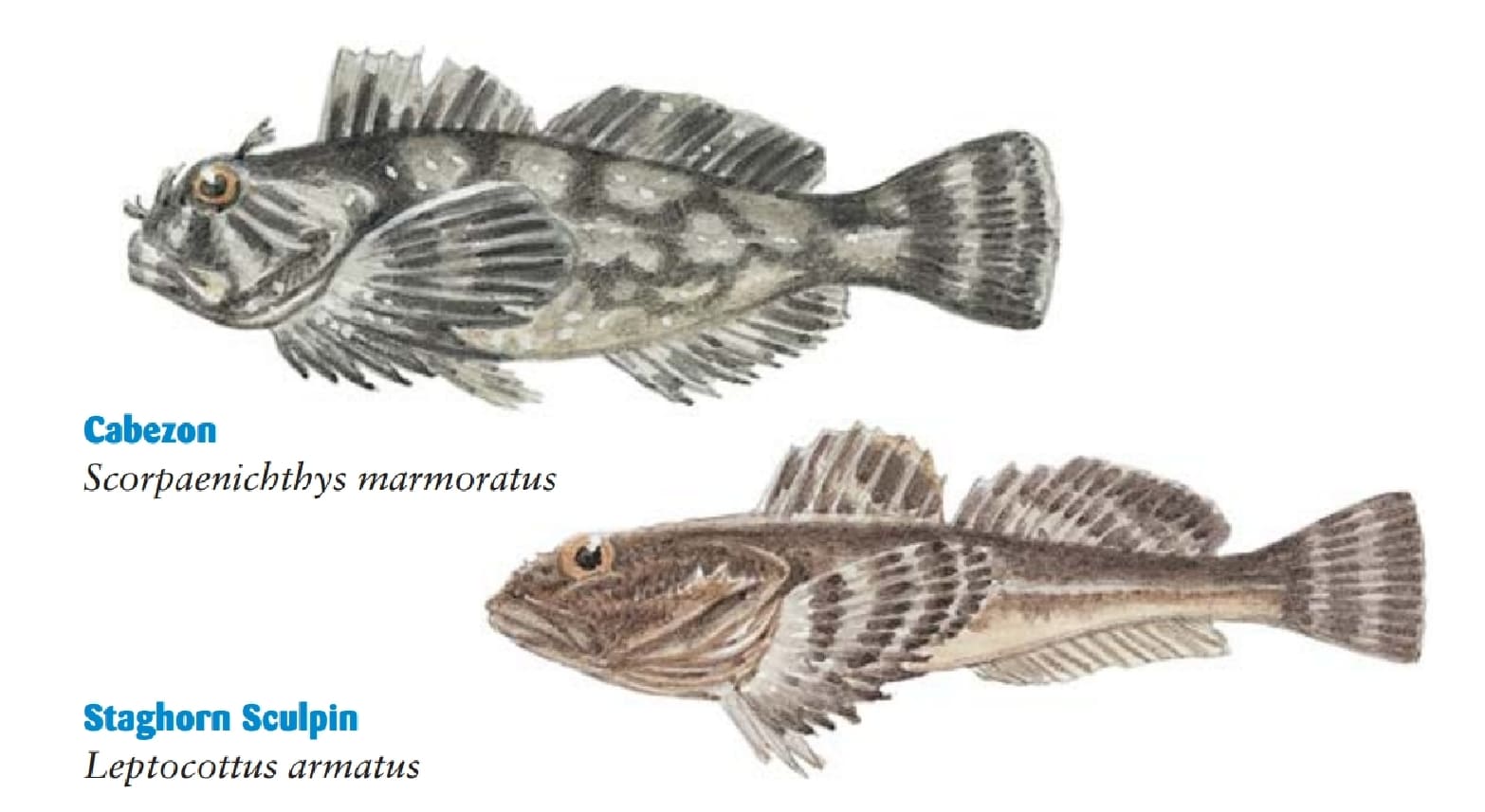 Sculpin