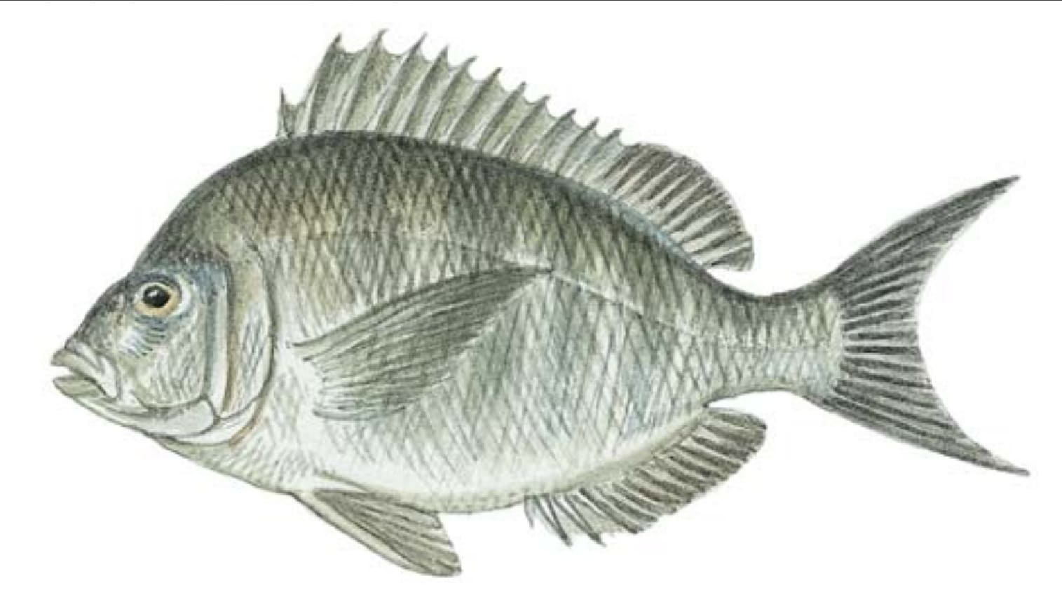 Scup