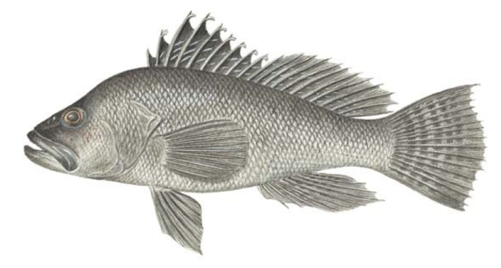 Sea Bass, Black
