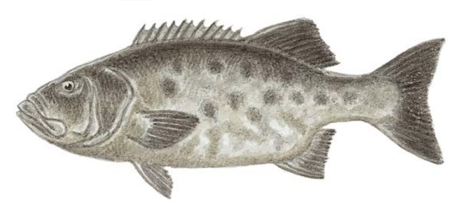 Sea Bass, Giant
