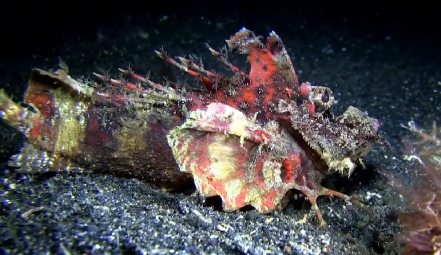 Sea goblin