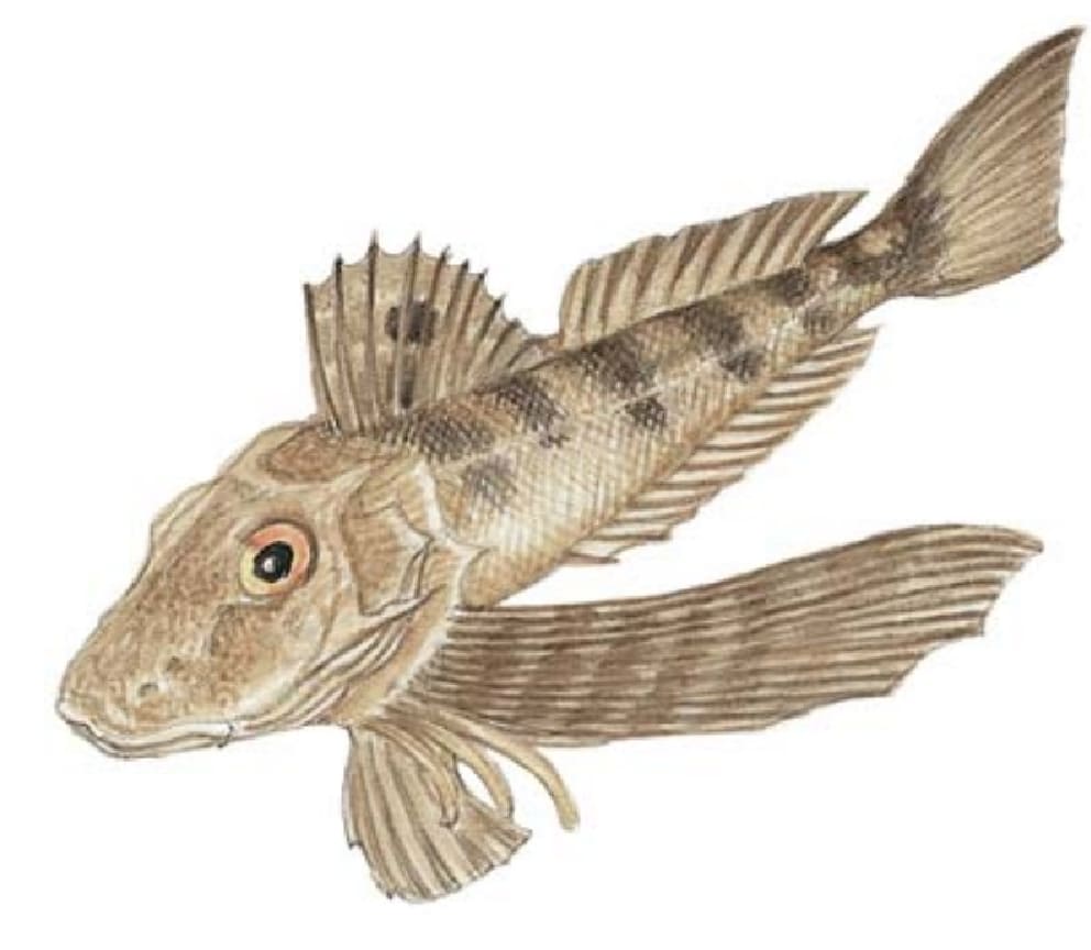 Sea Robin