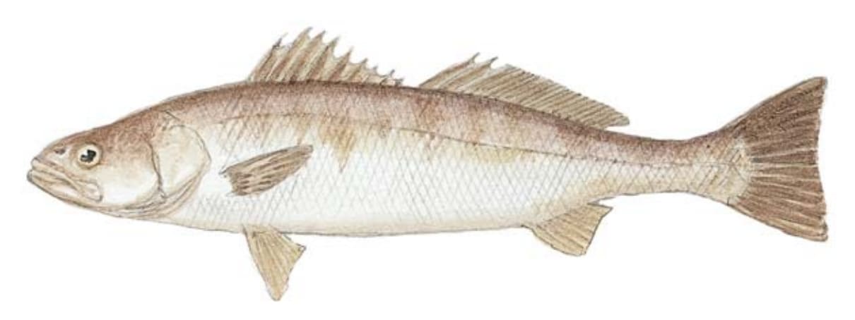 Seabass, White