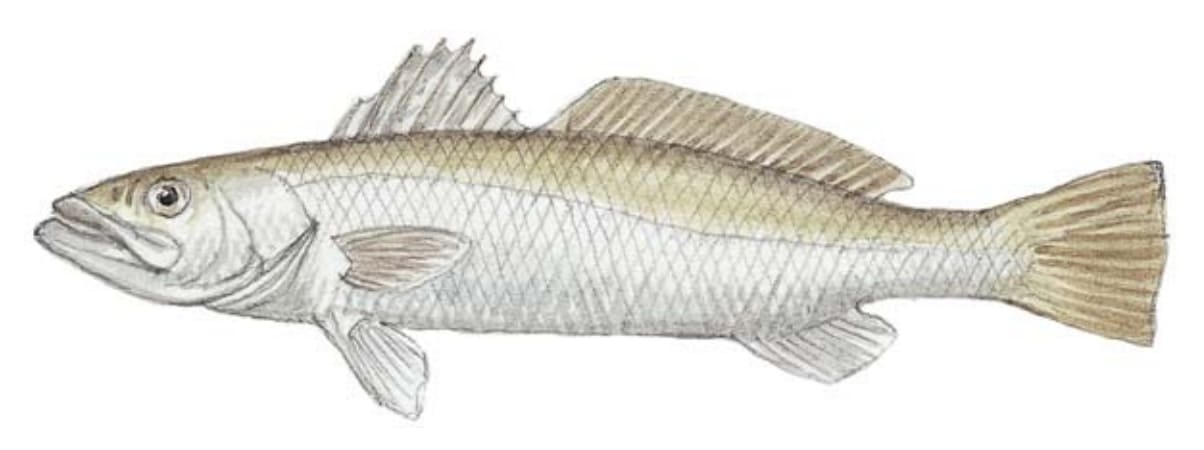 Seatrout, Sand