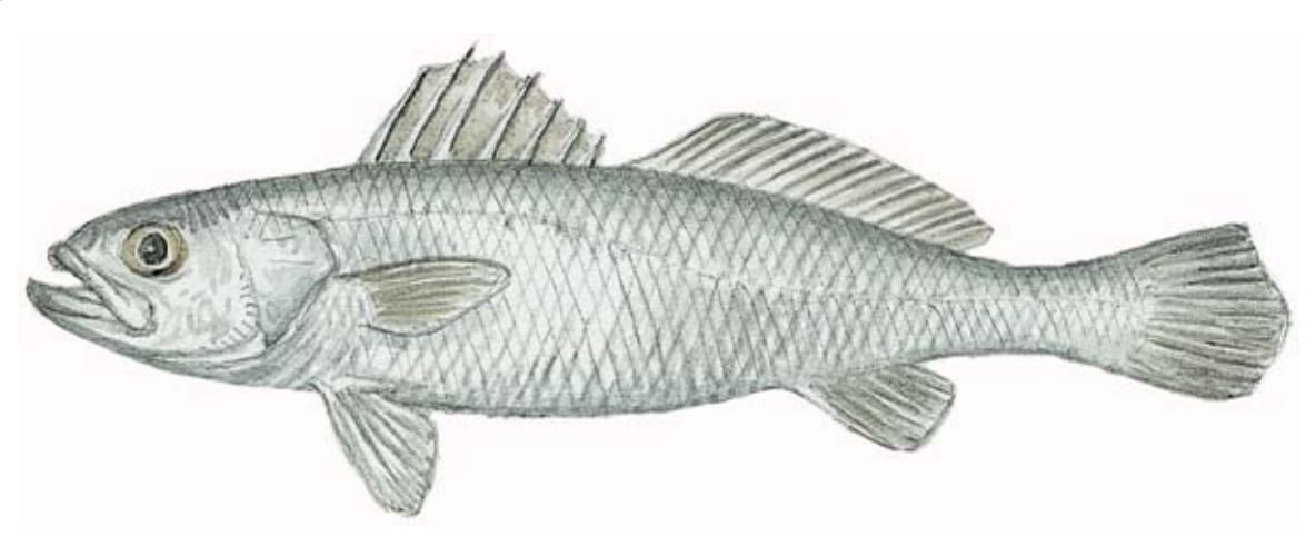 Seatrout, Silver