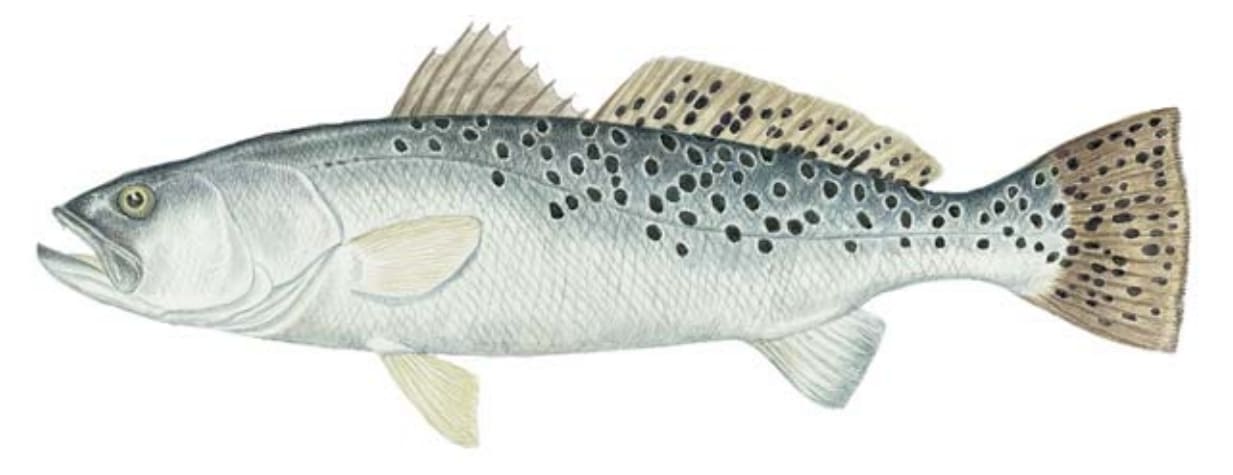 Seatrout, Spotted