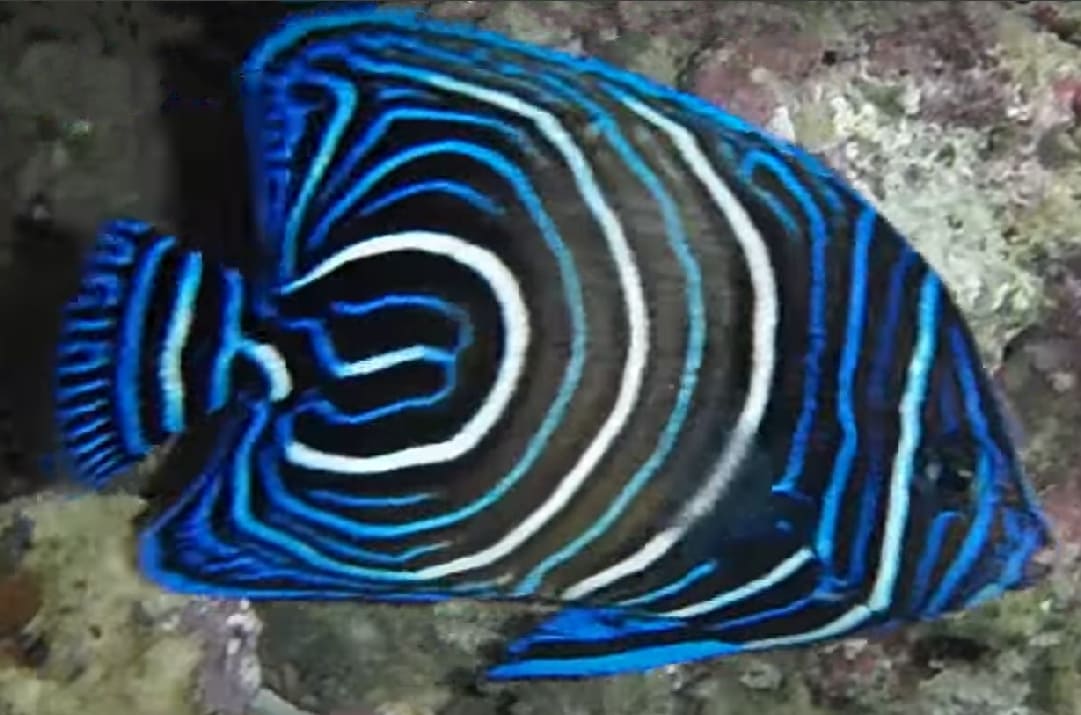 Semicircled angelfish