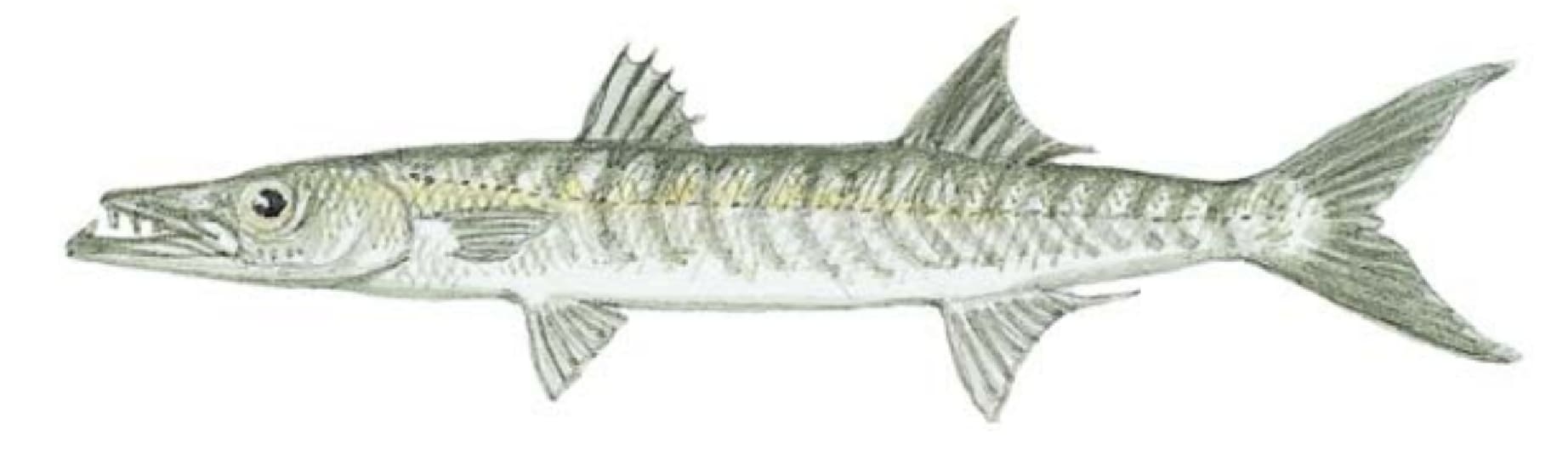 Sennets