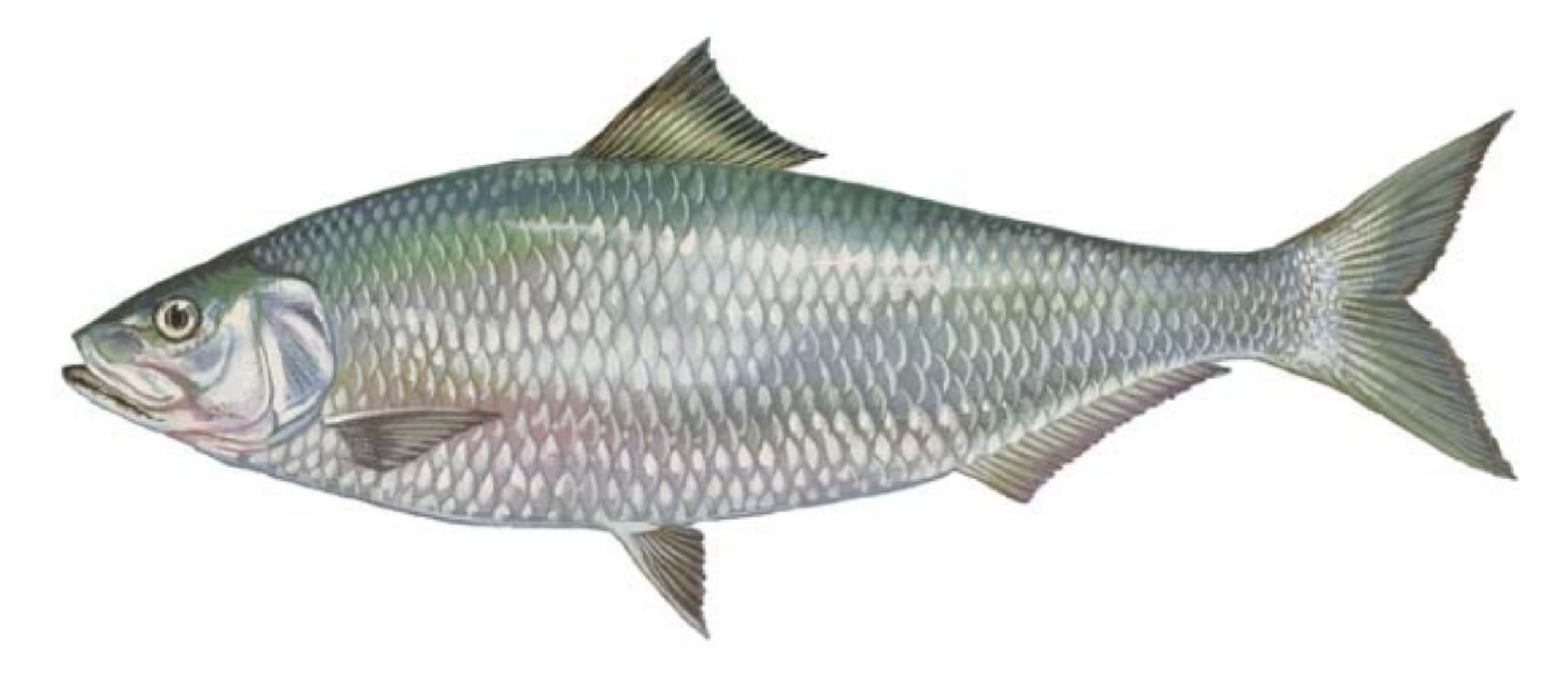 Shad, Alabama