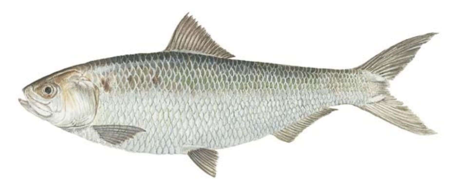 Shad, American