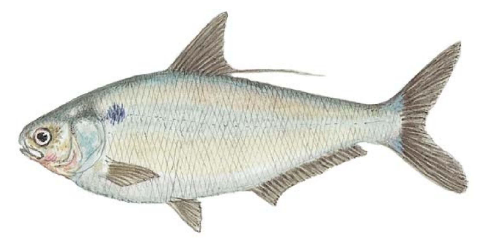 Shad, Gizzard