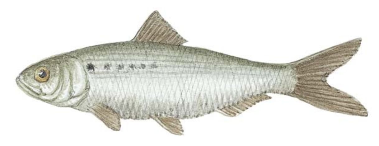 Shad, Hickory