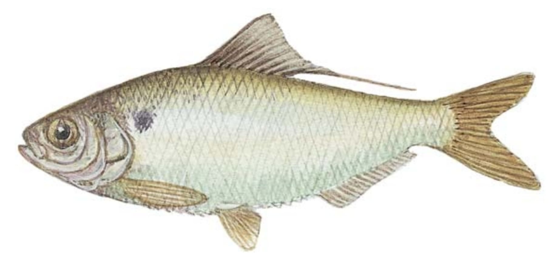 Shad, Threadfin