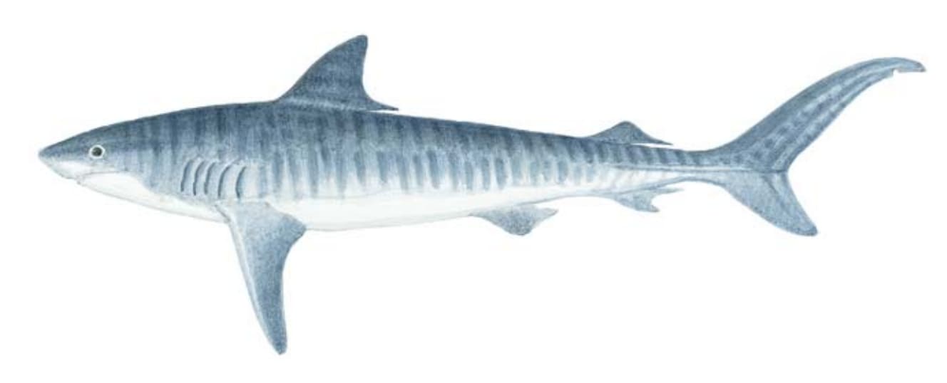 Shark, Tiger