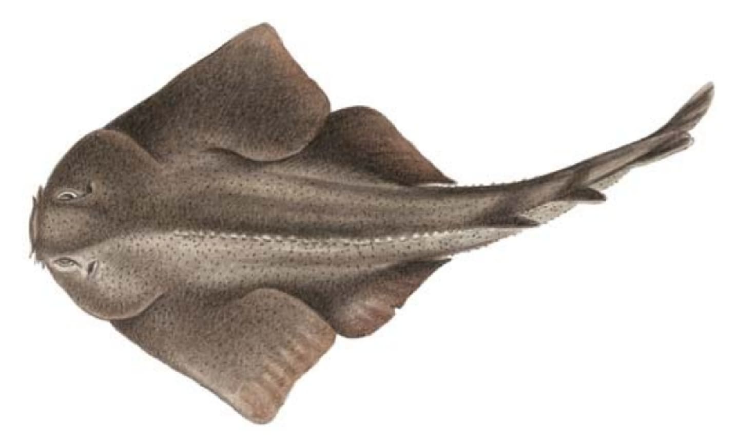 Shark, Atlantic Angel