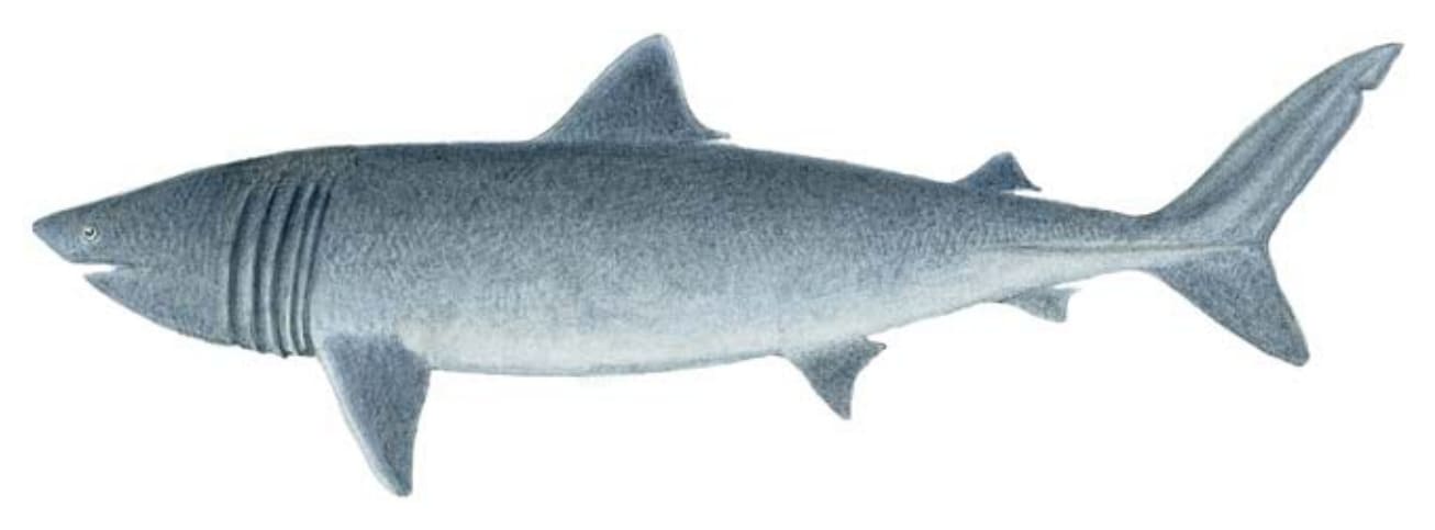 Shark, Basking
