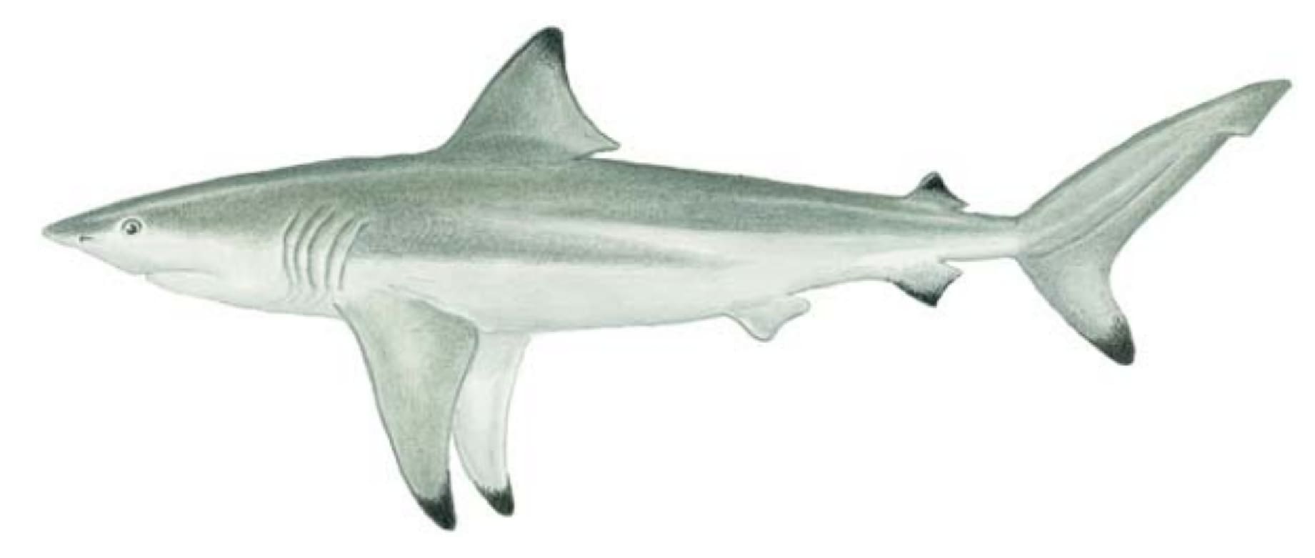 Shark, Blacktip