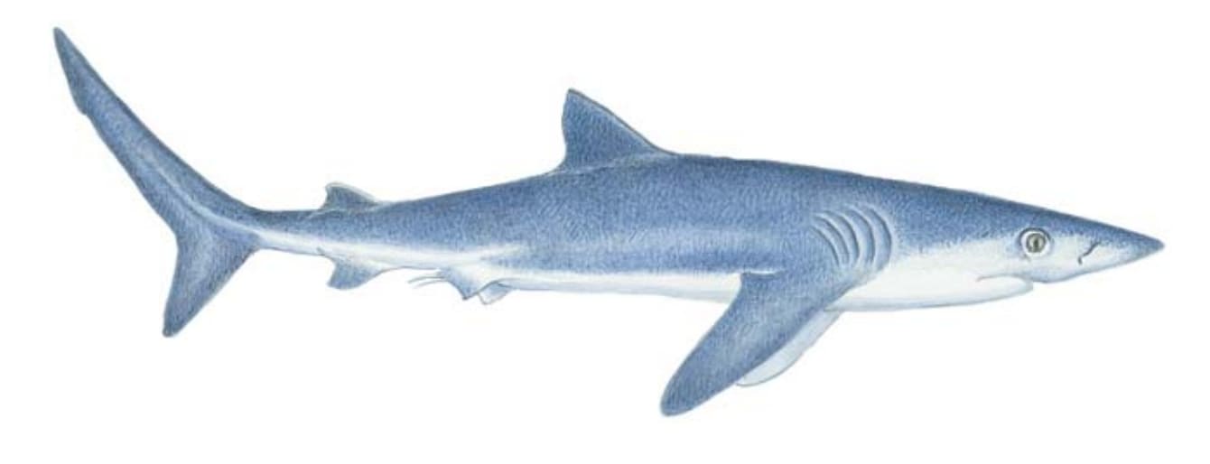 Shark, Blue