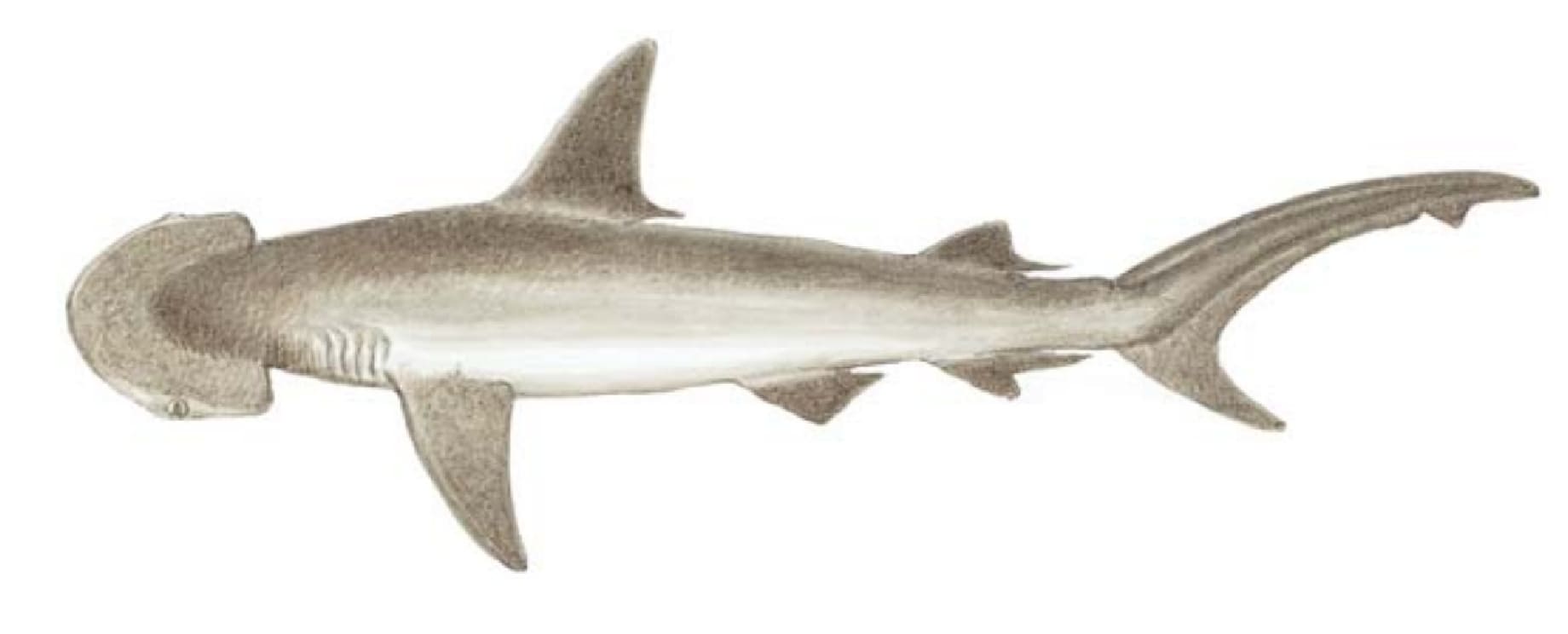 Shark, Bonnethead