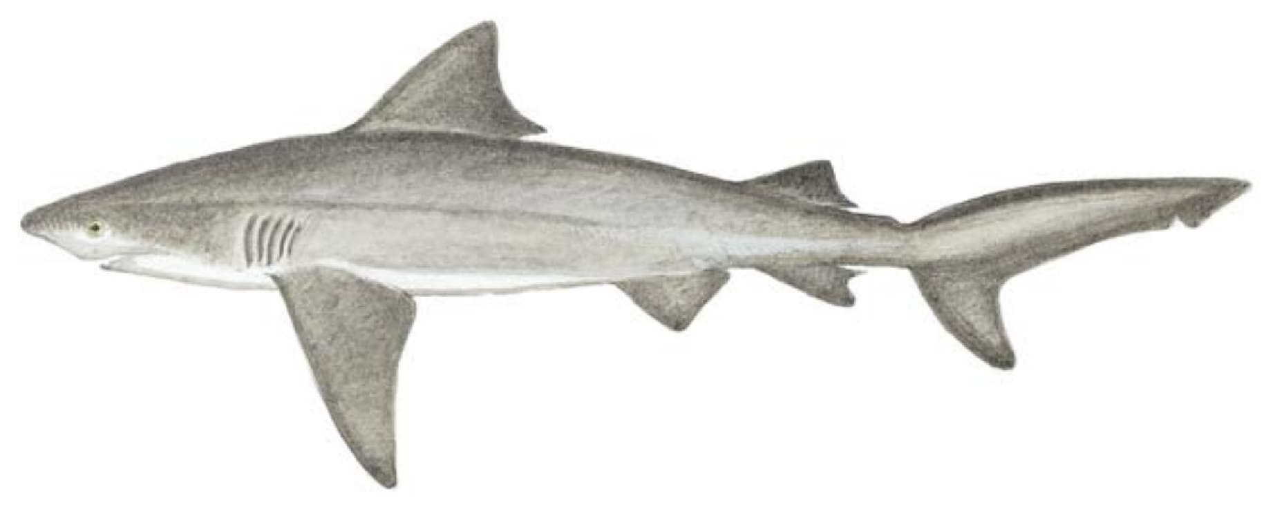 Shark, Bull