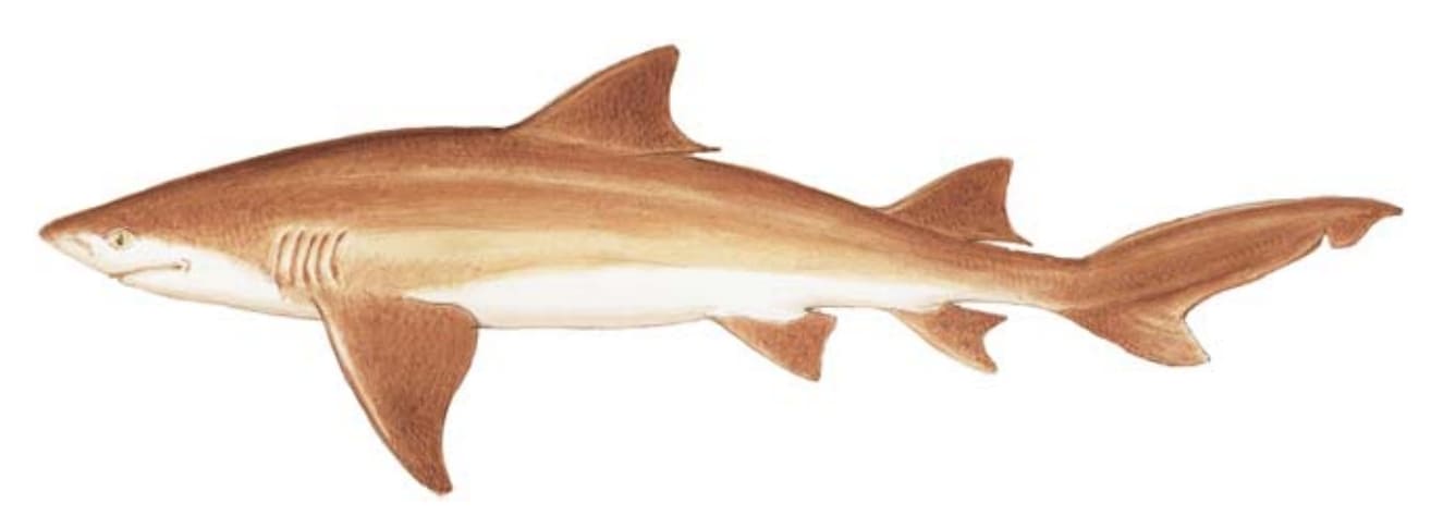 Shark, Lemon