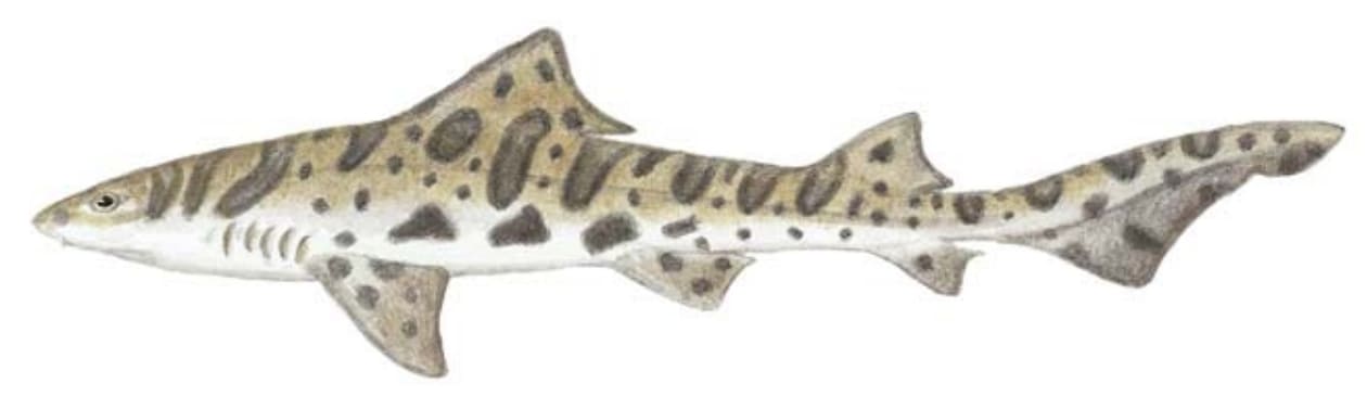 Shark, Leopard
