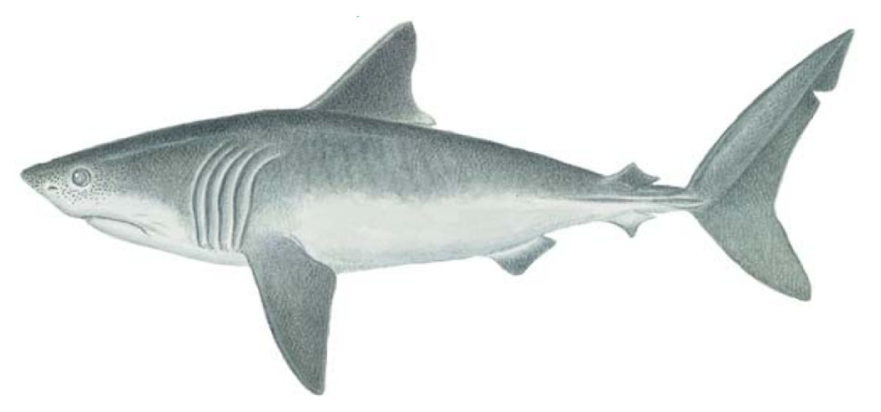 Shark, Porbeagle