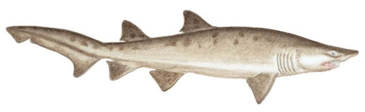 Shark, Sand Tiger