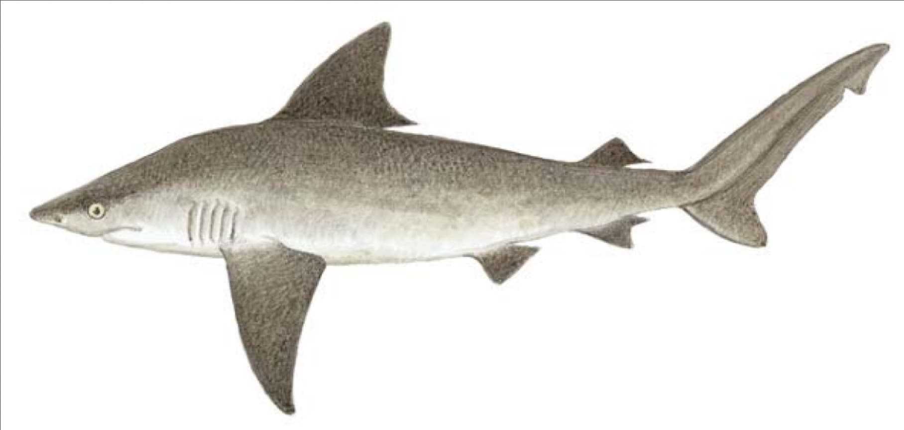 Shark, Sandbar