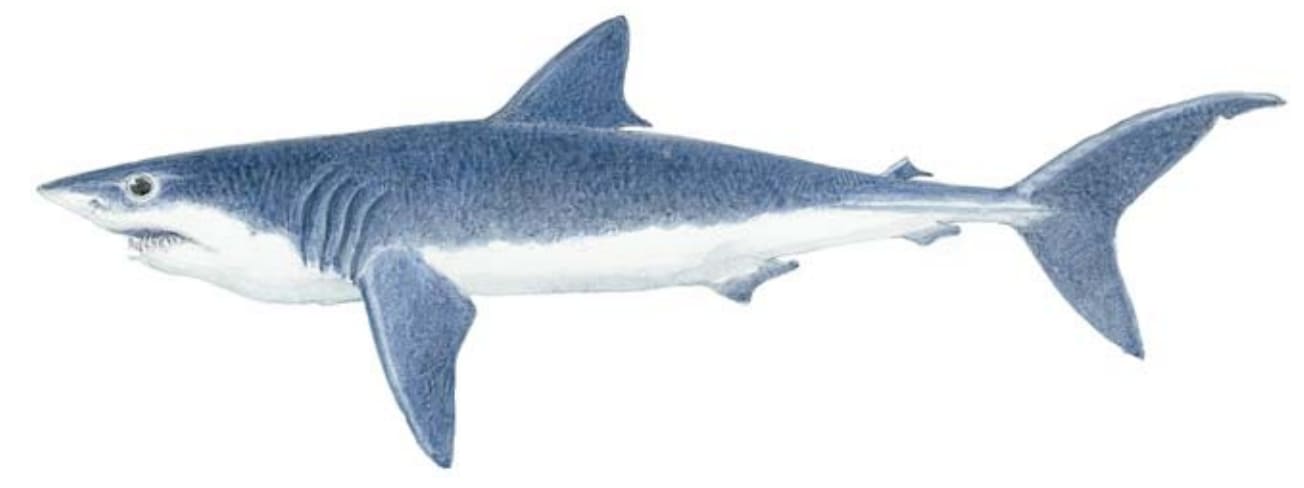 Shark, Shortfin Mako